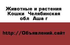 Животные и растения Кошки. Челябинская обл.,Аша г.